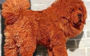 El perro más caro del mundo es un Mastín Tibetano