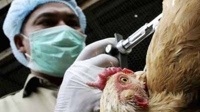crean pollos inmunes a la gripe aviar