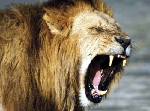 leon devora mujer mientras tenia relaciones